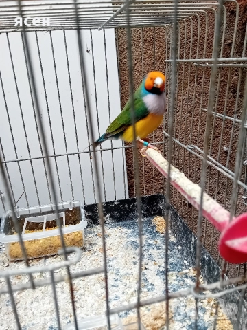 Продавам гулдови амадини , снимка 3 - Амадини - 52787517