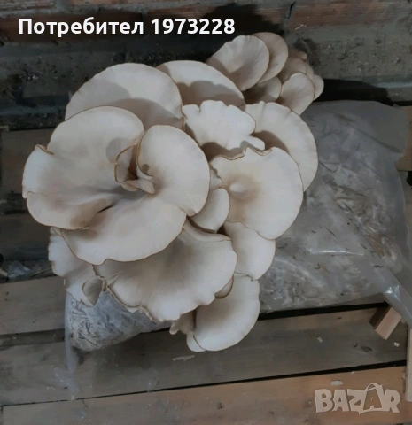 Заразени чували с гъби кладница и мицел