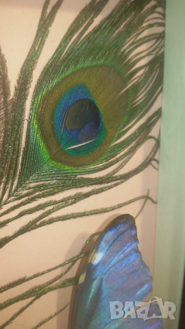 Пеперуда Morpho Adonis от Южна Америка, снимка 13 - Други - 53371940