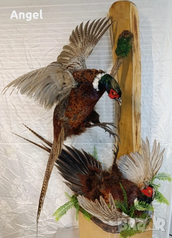 Препарирани фазани , снимка 3 - Други стоки за дома - 53458354