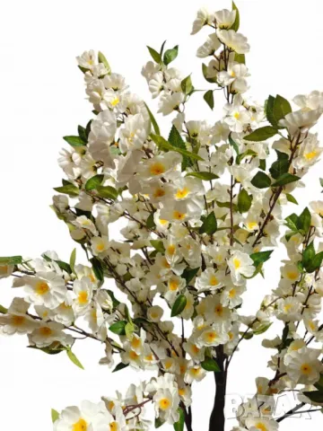 Декоративно дръвче, черешов цвят, 170см