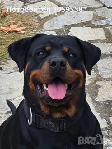 Ротвайлер , снимка 7 - Ротвайлер - 54254895