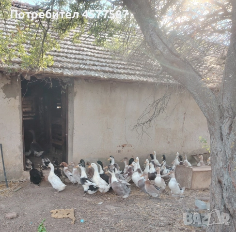 Продавам пекински патици на шест месеца, снимка 2 - Патици и гъски - 51514161