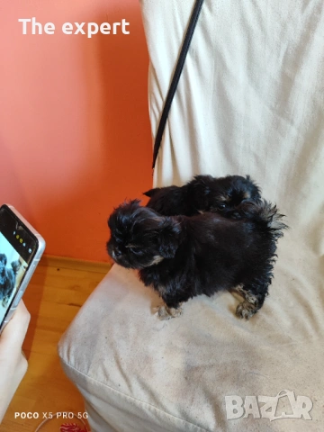 Пекинез Кралски , снимка 4 - Пекинез - 53750442