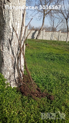 Смокини разсад, снимка 2 - Разсади - 53756064