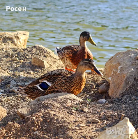 Фото заснемане от земя и въздух, снимка 3 - Фотографи - 47261523