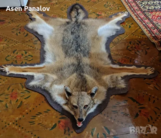Препарирана лисица/Ловджийка/Гайдарка/Сервитйорка, снимка 12 - Колекции - 44816067