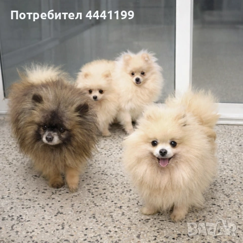 Свободни момичета на 7месеца търсят своите нови спопани!❤️🐶, снимка 3 - Померан - 53656884