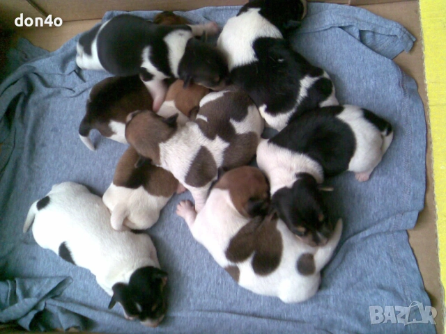 джак  ръсел 