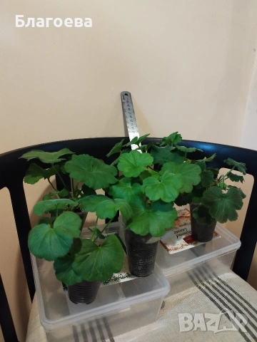 Комплект вкоренени резници Мушкато 5 бр - 5 цвята , снимка 6 - Стайни растения - 46905641