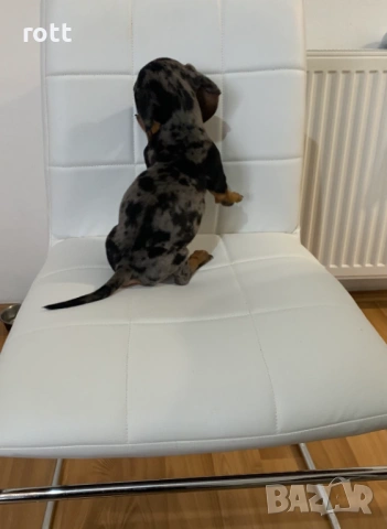 Дакел, снимка 5 - Дакели - 53526454