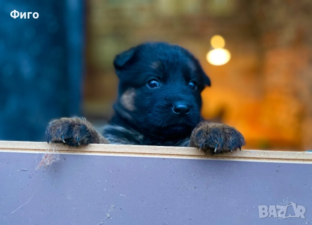 Немски Овчарки, снимка 2 - Немска овчарка - 52510625