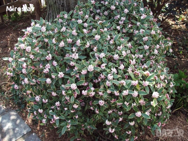 Дафне Ауреомаргината, снимка 4 - Градински цветя и растения - 51224521