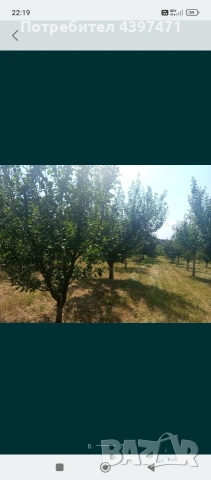 къща с двор и овошки, снимка 6 - Къщи - 53263152