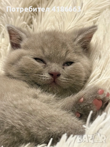 Късокосмест британец за разплод, снимка 10 - Британска късокосместа - 52215816