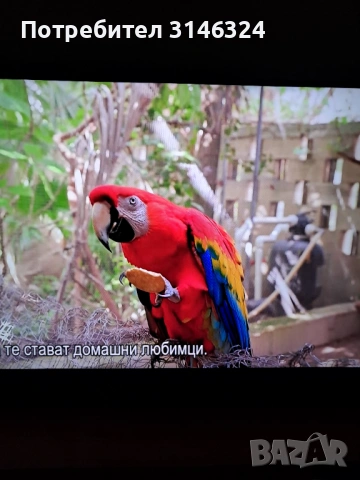 QLED TCL и SAMSUNG 43 инча нови телевизори, снимка 7 - Телевизори - 53799972