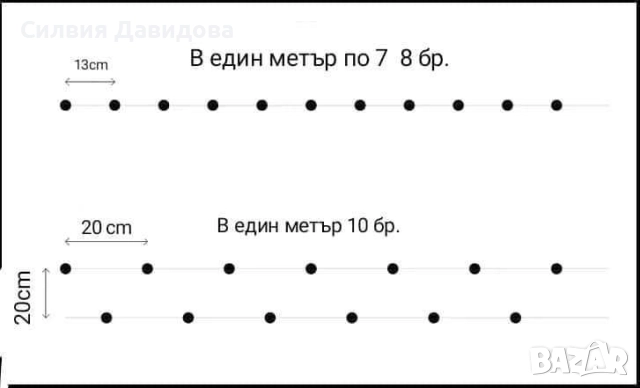0.70лв. Лигуструм на гол корен, снимка 4 - Градински цветя и растения - 52189521