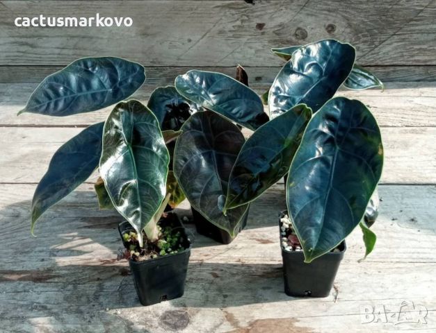 Alocasia Azlanii 5 броя, снимка 1 - Стайни растения - 45852203