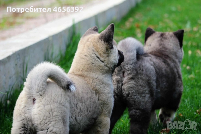 Американска акита, снимка 4 - Акита - 52482565