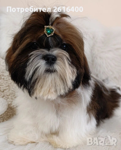 кученце Ши Тцу, снимка 3 - Ши Тцу - 54032292