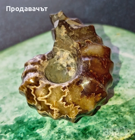 Амонит от Мадагаскар, снимка 2 - Декорация за дома - 53767979
