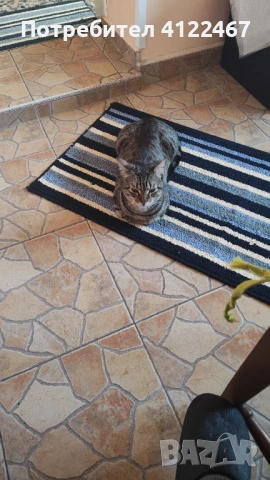 Тиго Тигров (Европейска порода), снимка 2 - Други - 53522610