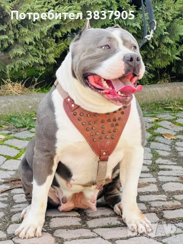 Американско були ХЛ, снимка 8 - Други - 54259017