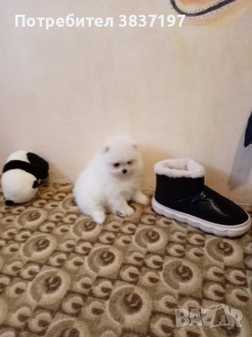 3 мъжки и 1 женско, снимка 4 - Померан - 52996319