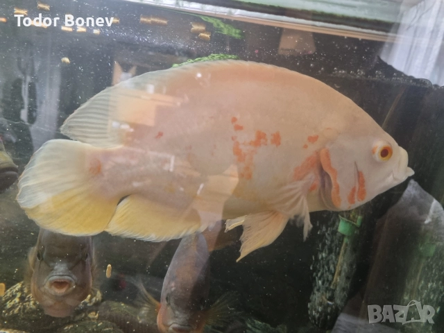 продавам астронатус , снимка 3 - Рибки - 52821475