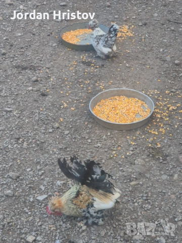 Продавам гъски патици и пуйки , снимка 10 - Патици и гъски - 53964312