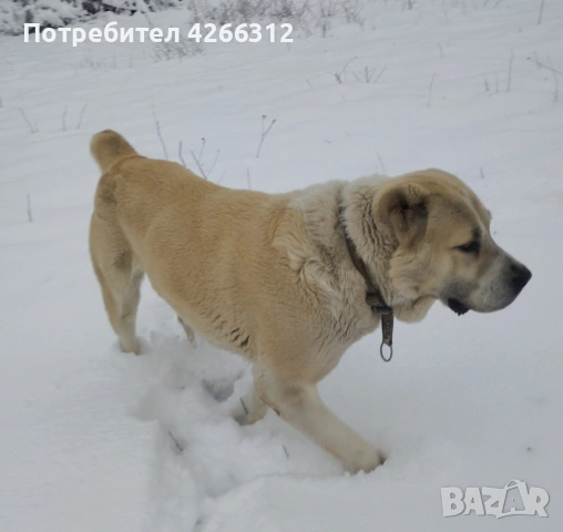 Търси женска Алабайка.