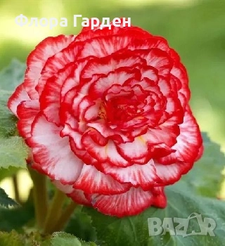 БЕГОНИЯ - Грудки/ ПРЕДВАРИТЕЛНИ ПОРЪЧКИ, снимка 18 - Сортови семена и луковици - 49235759