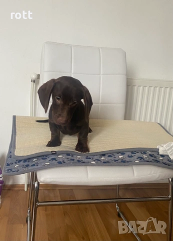 Дакел, снимка 2 - Дакели - 53109360