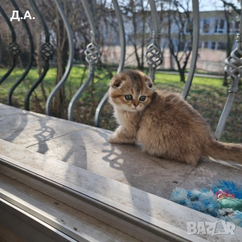 Scottish Fold , снимка 5 - Чинчили - 53784751