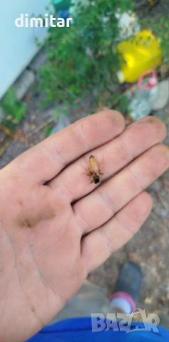 Продавам пчелни майки, снимка 4 - За пчели - 53323893