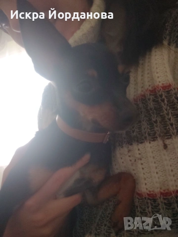 Търся добър дом на Мини пинчер , снимка 2 - Други - 53805145