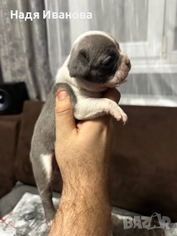 Френски булдог