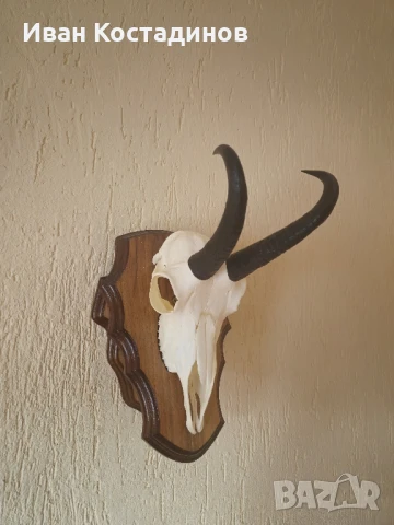 Ловен трофей от Дива коза 