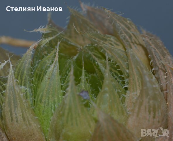 Хавортия на Купър (Haworthia cooperi), снимка 3 - Стайни растения - 37398404