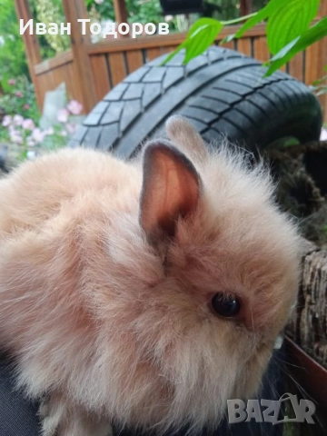 Декоративни зайчета-лъвска глава , снимка 4 - Декоративни зайчета - 41783539