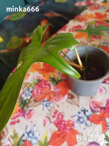 Филодендрон Флорида