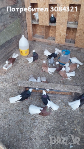 Продавам белослатински белоглави гълъби , снимка 4 - Гълъби - 52560526