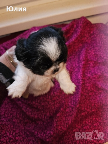 Японски хин