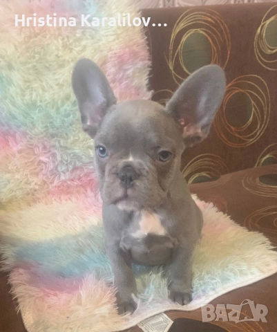 Френски булдочета, снимка 7 - Френски булдог - 52495348