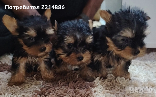 Мини йоркширски териери , снимка 2 - Йоркширски териер - 37413803