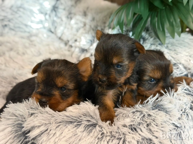 Йоркширски териер , снимка 3 - Йоркширски териер - 53148168