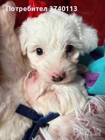 Китайско качулато куче (голо), снимка 2 - Други - 52849634