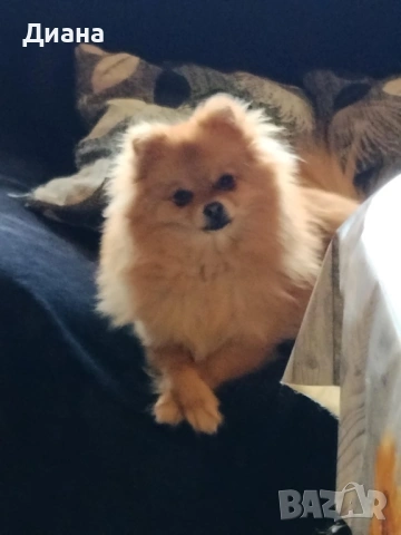 Женски померан, снимка 2 - Померан - 54205730