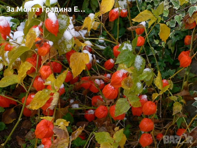 Физалис , снимка 9 - Градински цветя и растения - 53634737