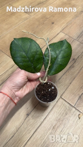 Хоя. Hoya Svetlana, снимка 2 - Стайни растения - 54001802